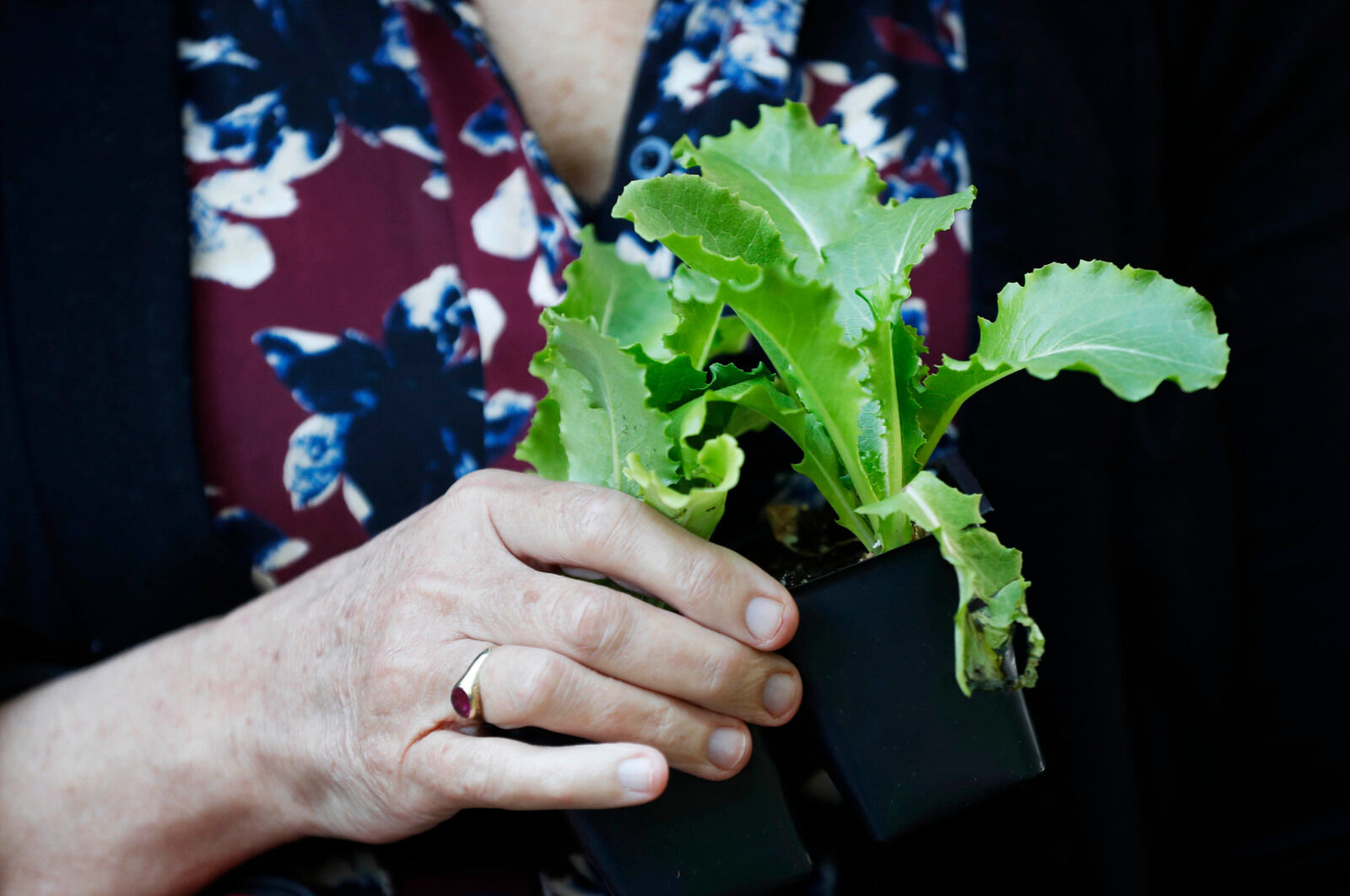 A little lettuce